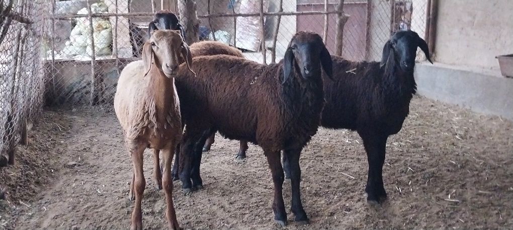 Киргиз зот куйлар сотилади