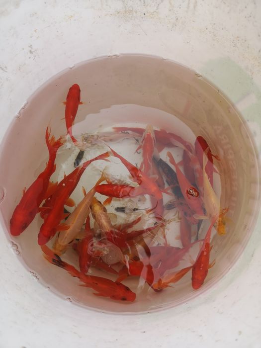 Pesti pt iaz Carasi koi coi