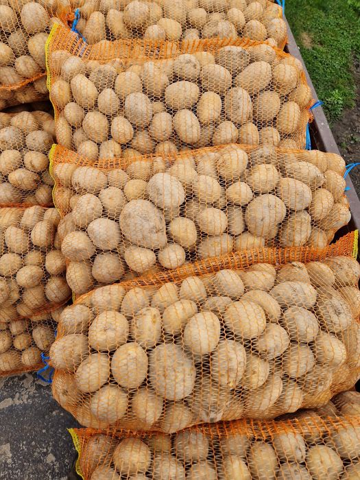 Cartof pentru consum Carrera