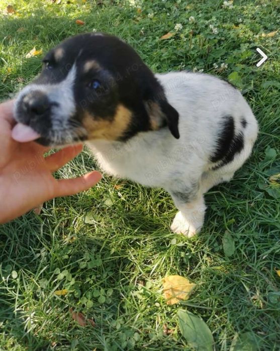 Donez 2 căței de 9 săptămâni!