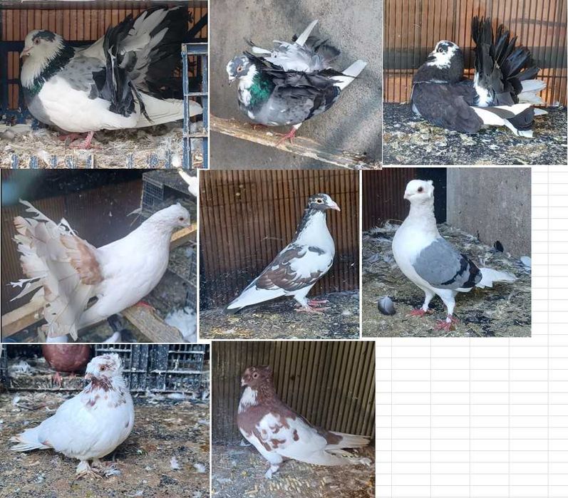 Porumbei, curcani, voiajor, bimotati, pescarus german