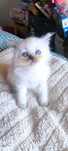 British Shorthair - White Color Point