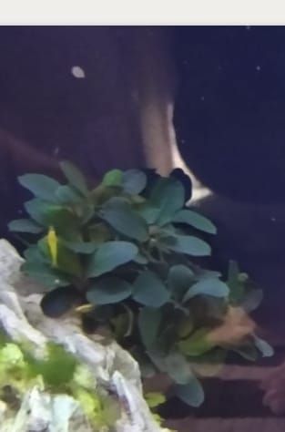 Bucephalandra , bucephalandre acvariu