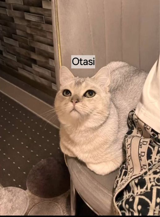 Скотиш фолд золотая шиншилла