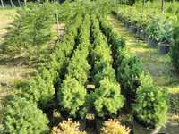 picea glauca  conica