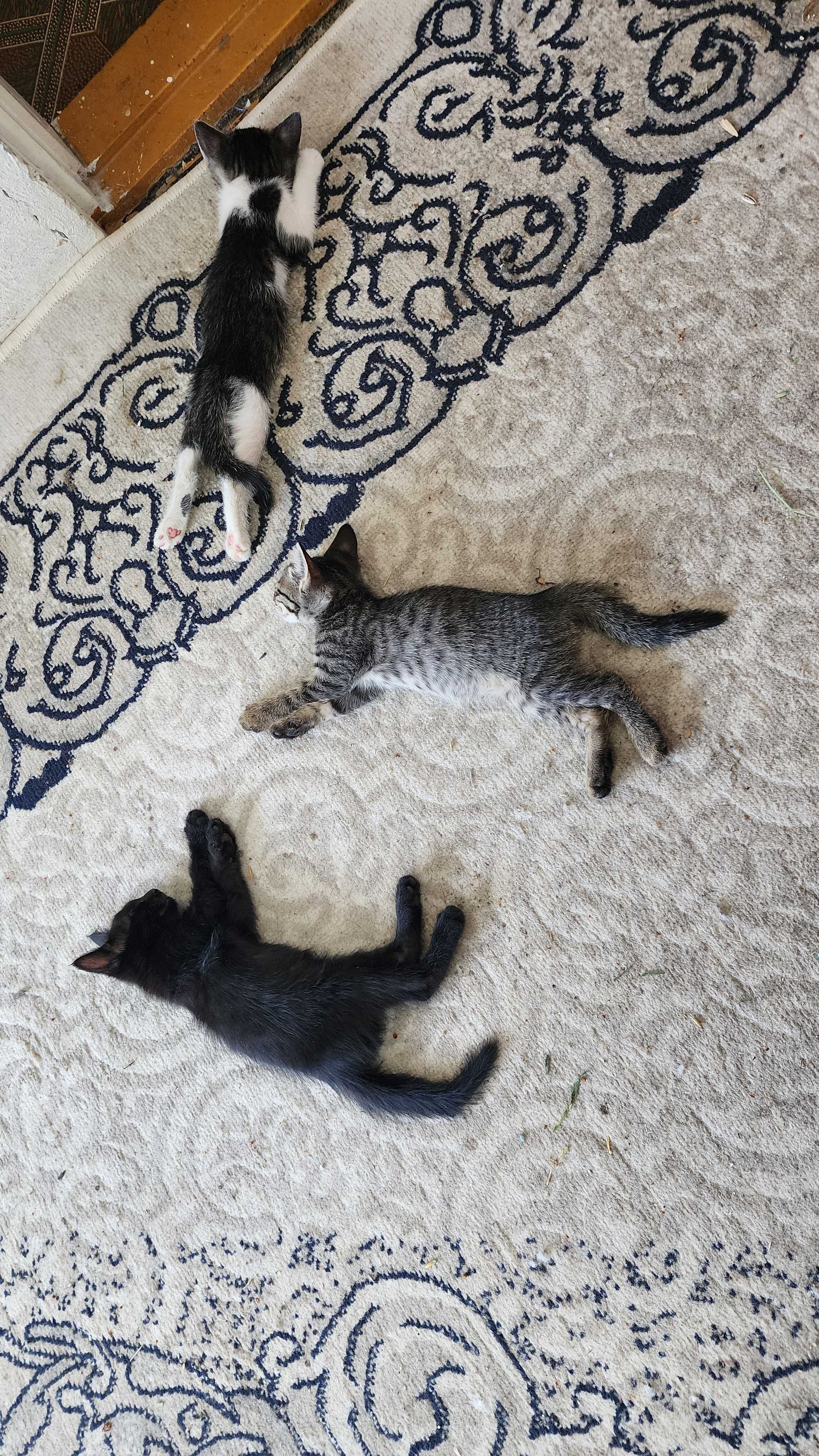 Отдам котят 3шт мальчики