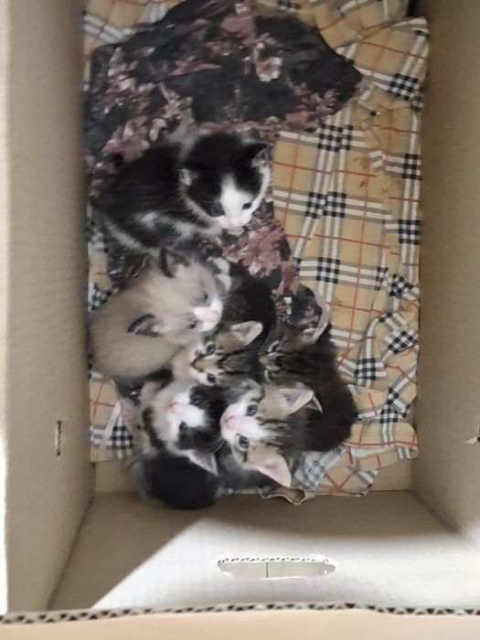 Котята в добрые руки