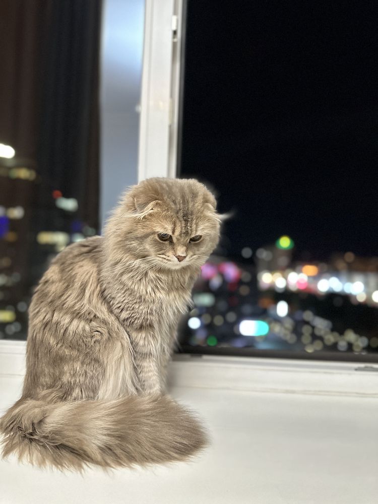 Отдам кот в добрую руку