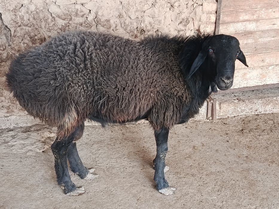 Qöchqor sotiladi.