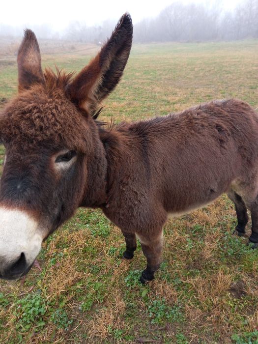 Măgăruș de 1 an – blând și sănătos – 1000 lei