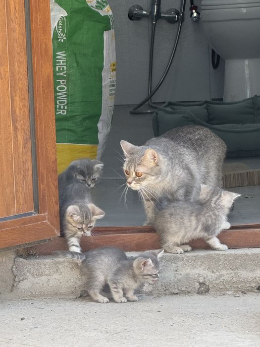 Scotish stright mushukchala sotiladi 3ta qoldi srochno