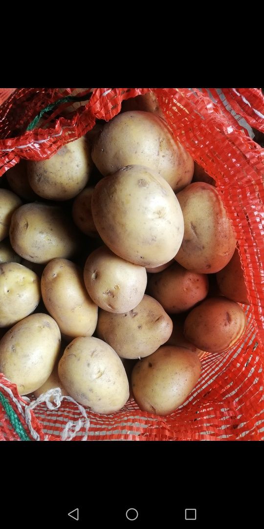 Продам картофель с огорода