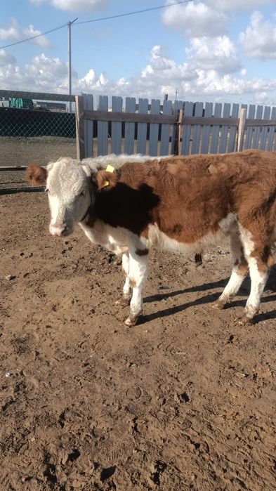 Сатылады Продам  еркек баспақтар