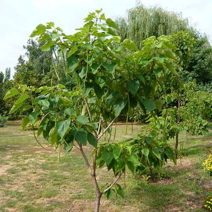 Katalpa pavloniya akatsiya terak chinor qayragoch kochatlar