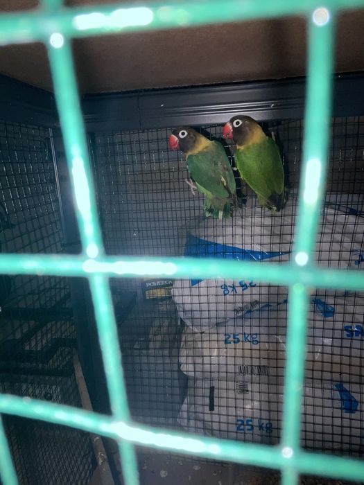 Pereche Papagali agapornis personata