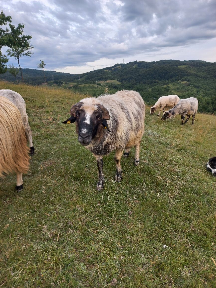 Vand berbec breaz.. provine din oi de rasa