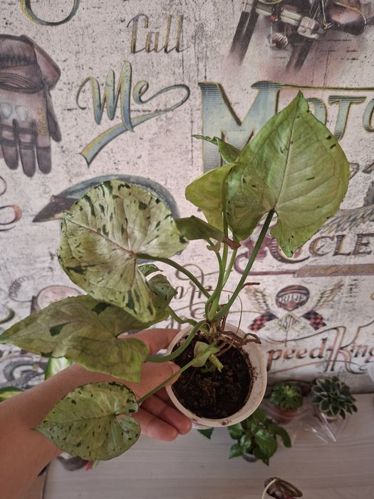 Продам комнатные цветы