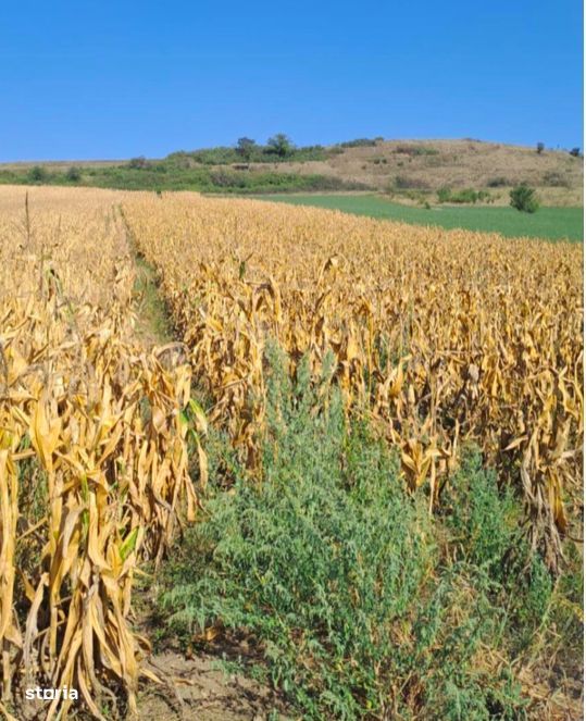 Vand Teren Extravilan 6200 mp, Zona Gusterita