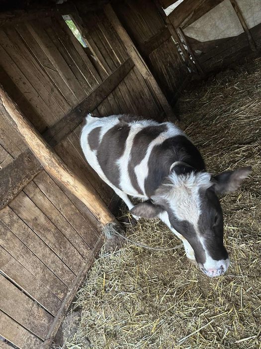 Vand vaci si vitei,viteii ii tai si ii vand si in carcasa..