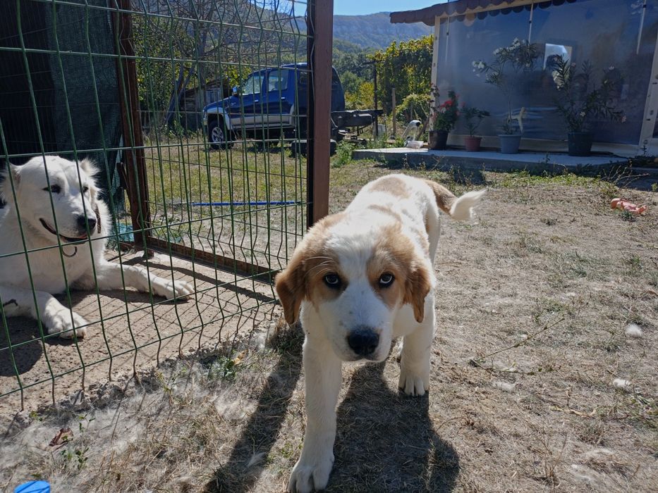 Женски алабайчета на три месеца