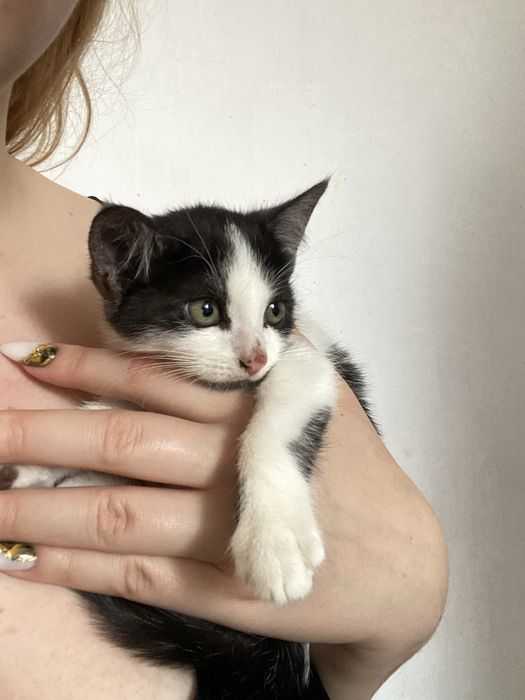 Отдам котенка , девочку в добрые руки