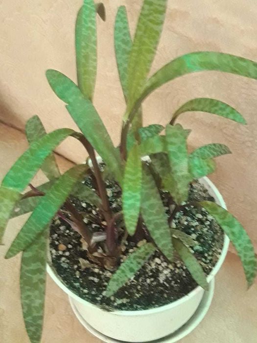 Продам  комнатное растения -  Ледебурия