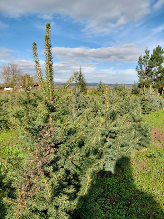 Коледни елхи за засаждане и рязани