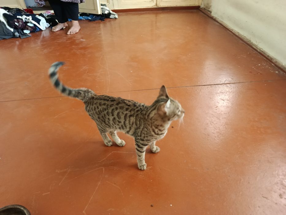 Yaxsh mushi parodasi toza ozimiza boqanmiza