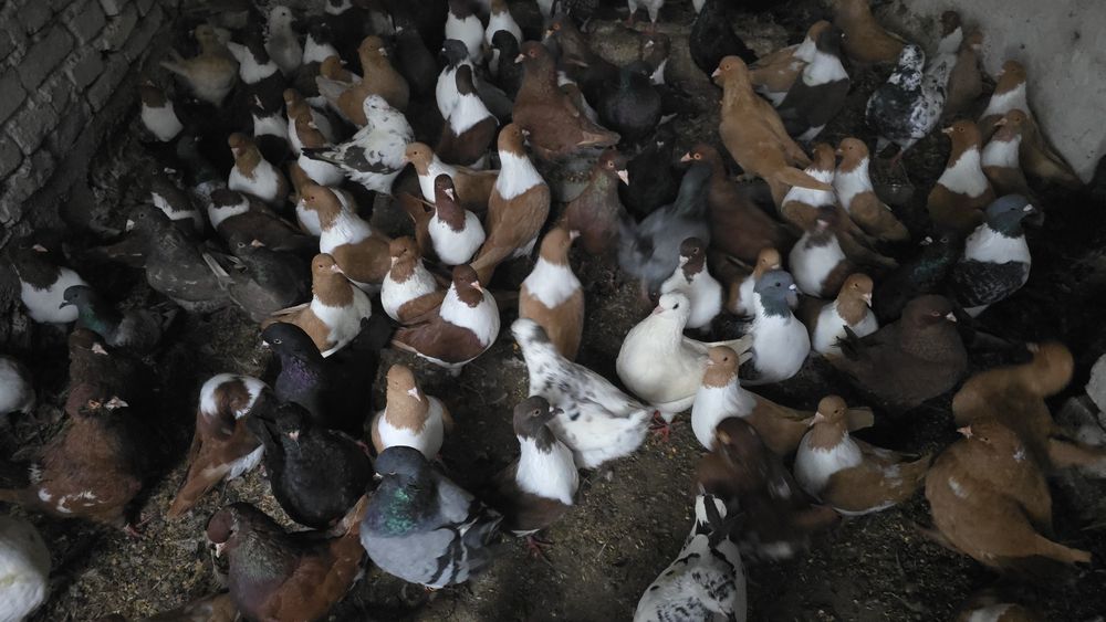 Porumbei diferite rase