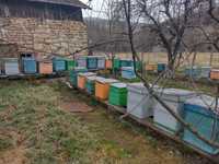 Vând pavilion apicol și fam. de albine