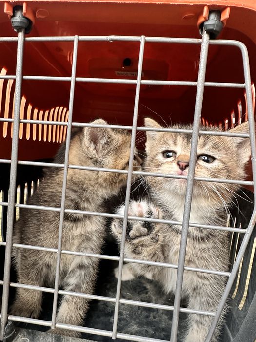 Котята скоттиш страйт