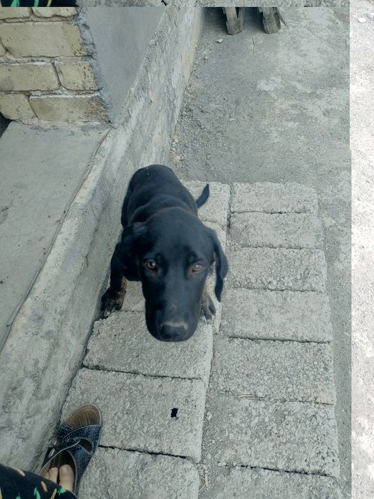 Qozoqi kuchuk.казашка собакa