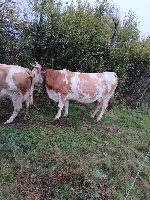 Vaca gestanta  luna 7