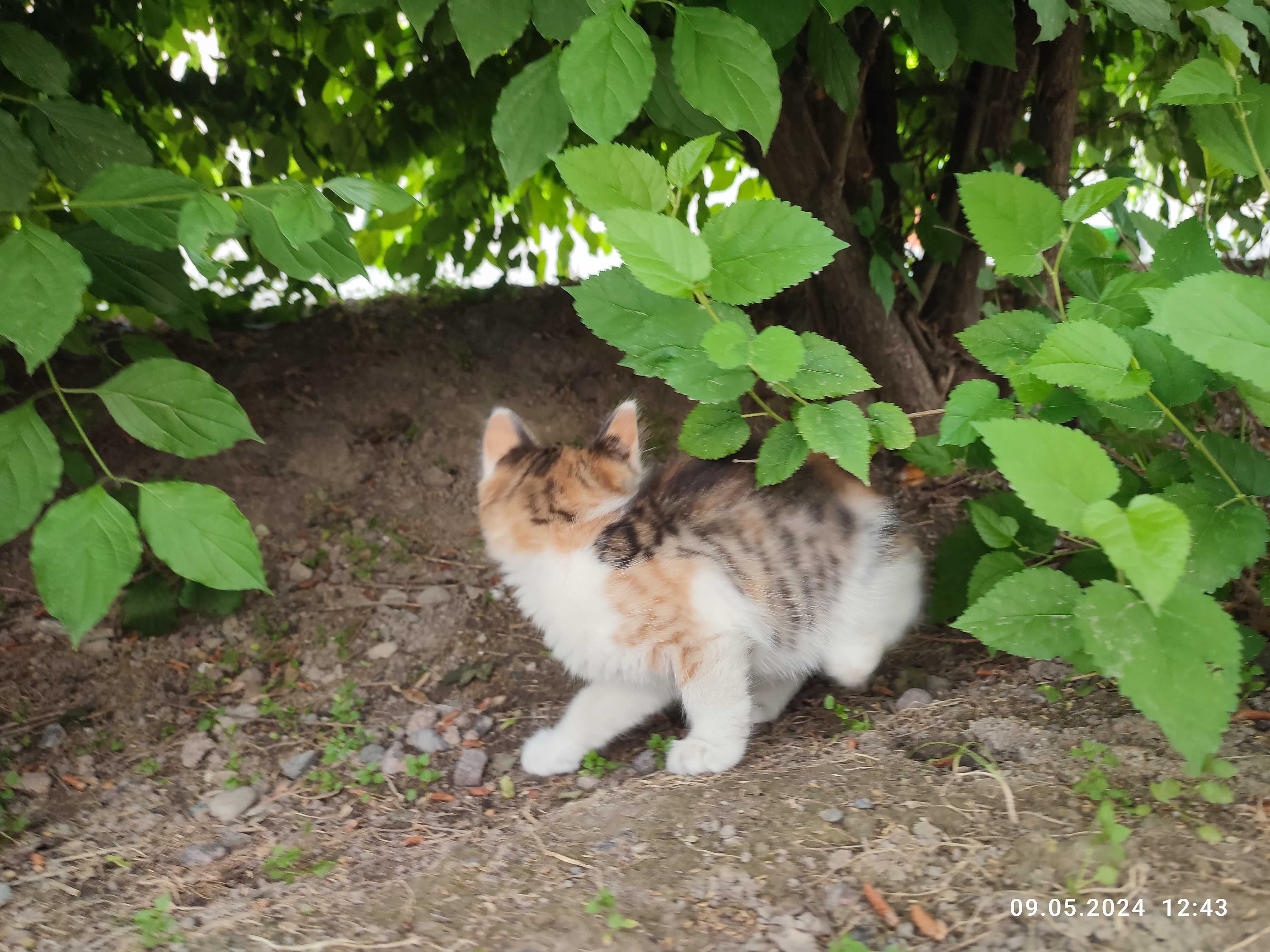 Котенок маленький трехцветный