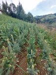 Puieti molid canadian argintiu- Picea glauca-cu conuri
