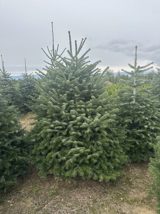 Tuia / Brad / Leylandii