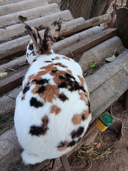 Iepuri Rex tricolor