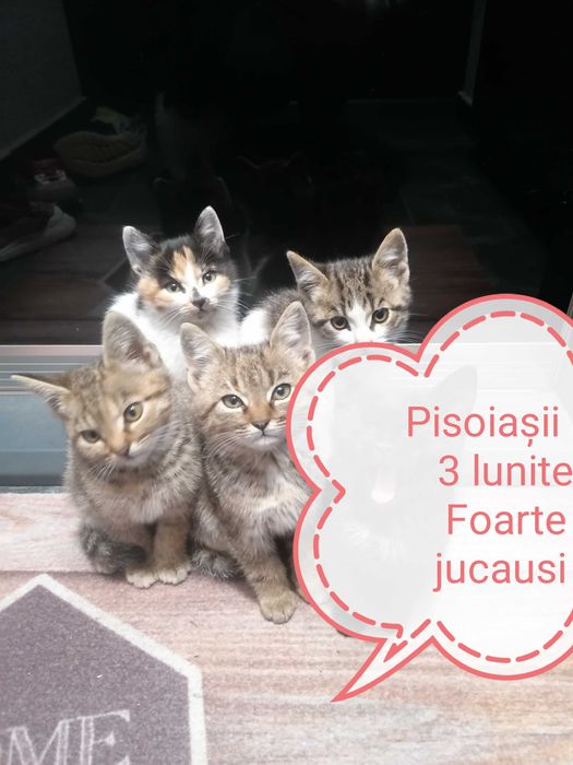 Donez 4 pisoiasi, 2 cotoi si o pisica de 2 ani