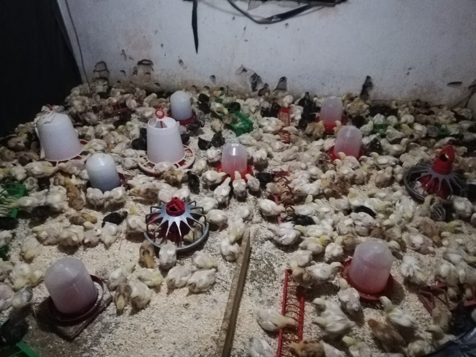 Vând pui albi și colorați