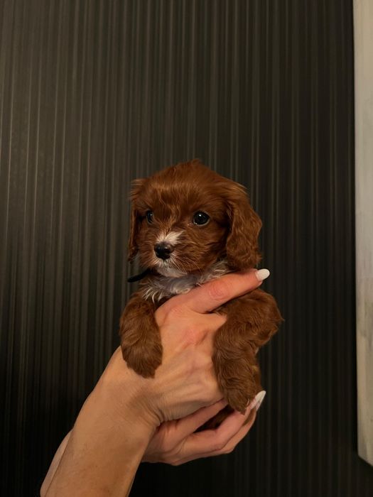 Cavapoo din părinți cu pedigree