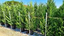 Vând tuia leylandii de toate dimensiunile