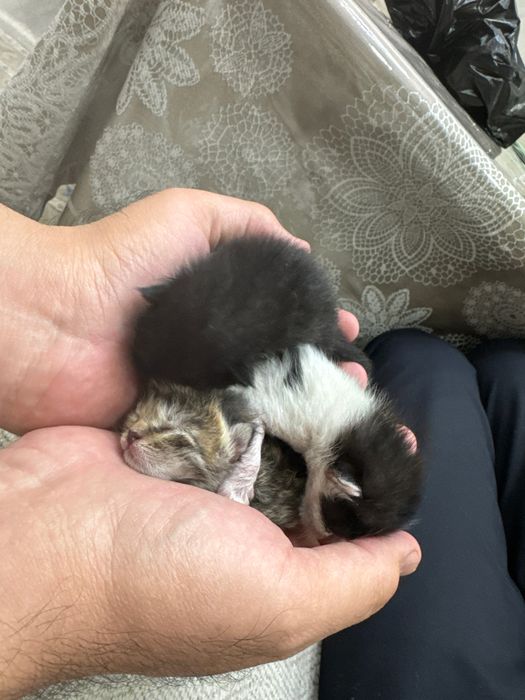 Отдадим в добрые руки трёх недавно родившихся котят.