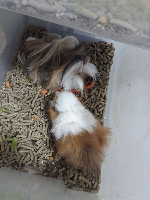 Марскойсвинка маладойлари