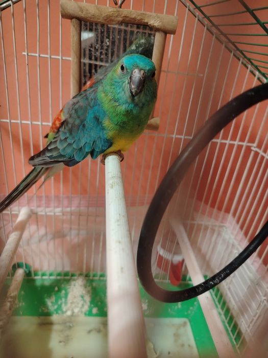 Продавам мъжки поен папагал!
