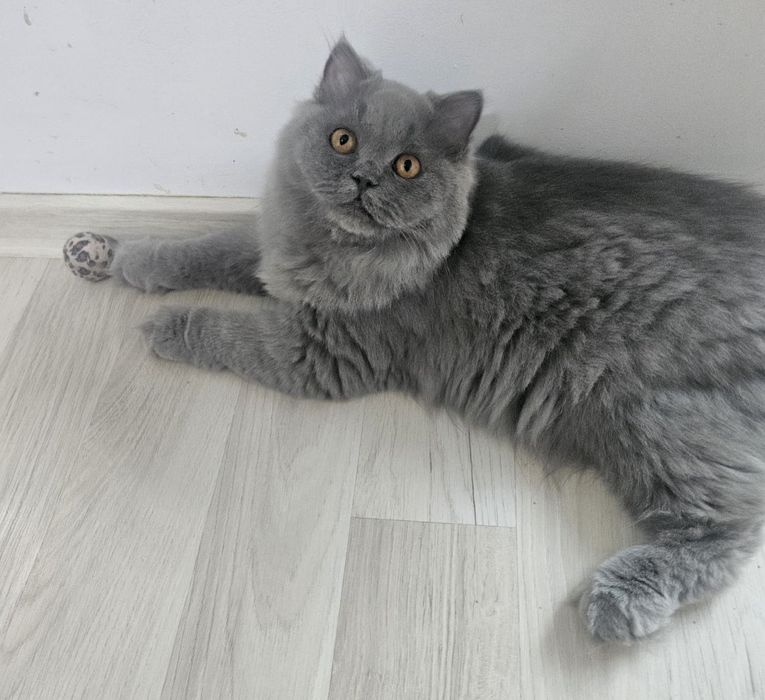 Pisica british cu pedigree
