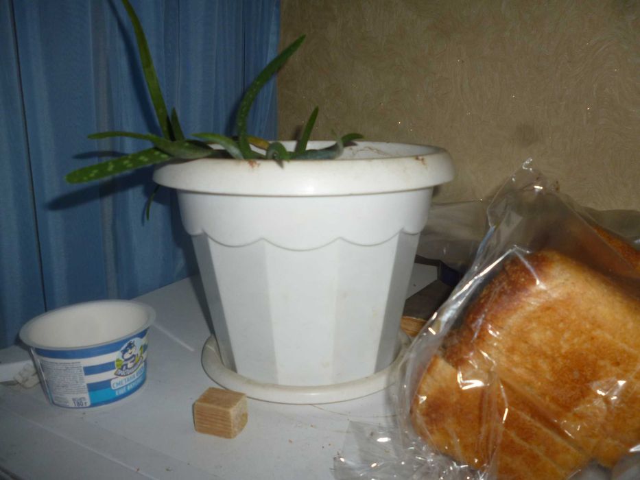 Комнатные растения. Цветок Влоэ