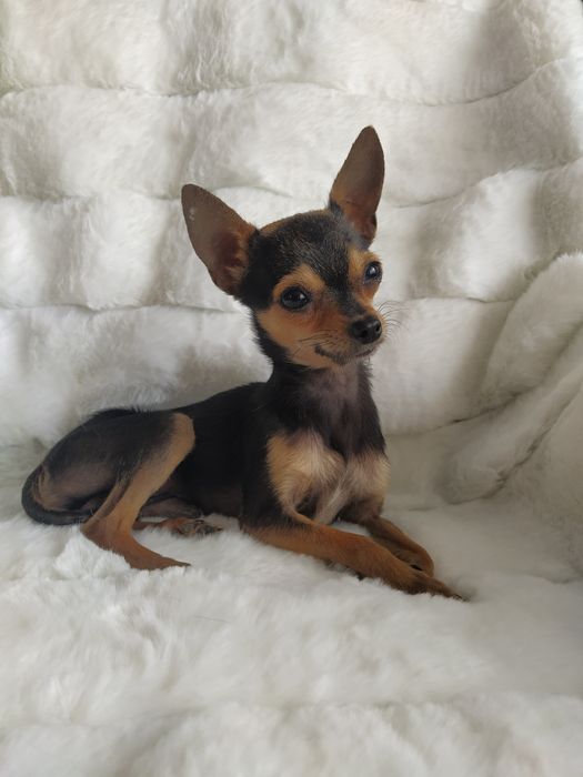 Вязка мини той терьера