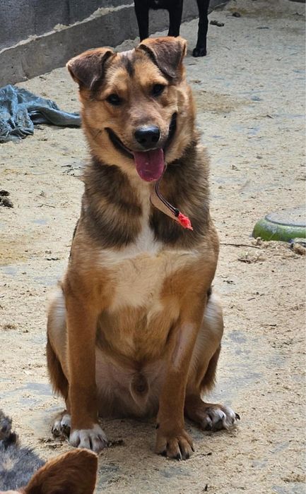 Отдам в хорошие руки