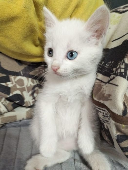 Красивый котенок