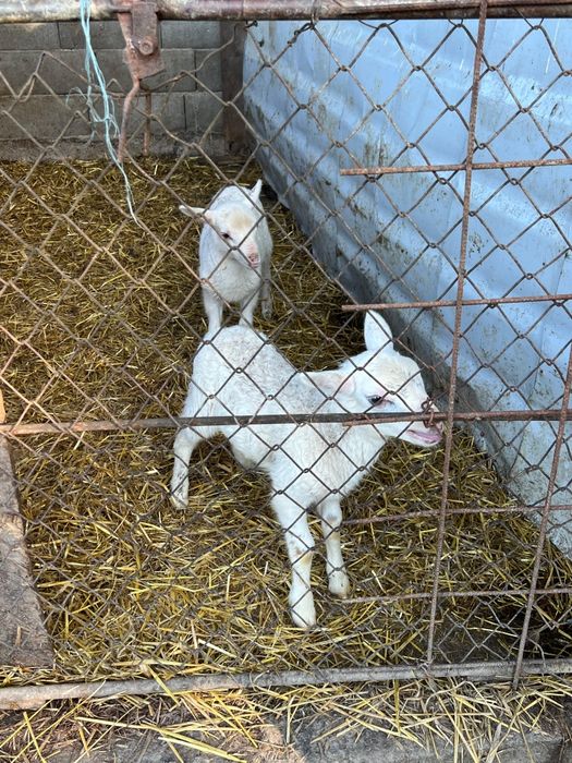 2 oi și 2 miei de vânzare